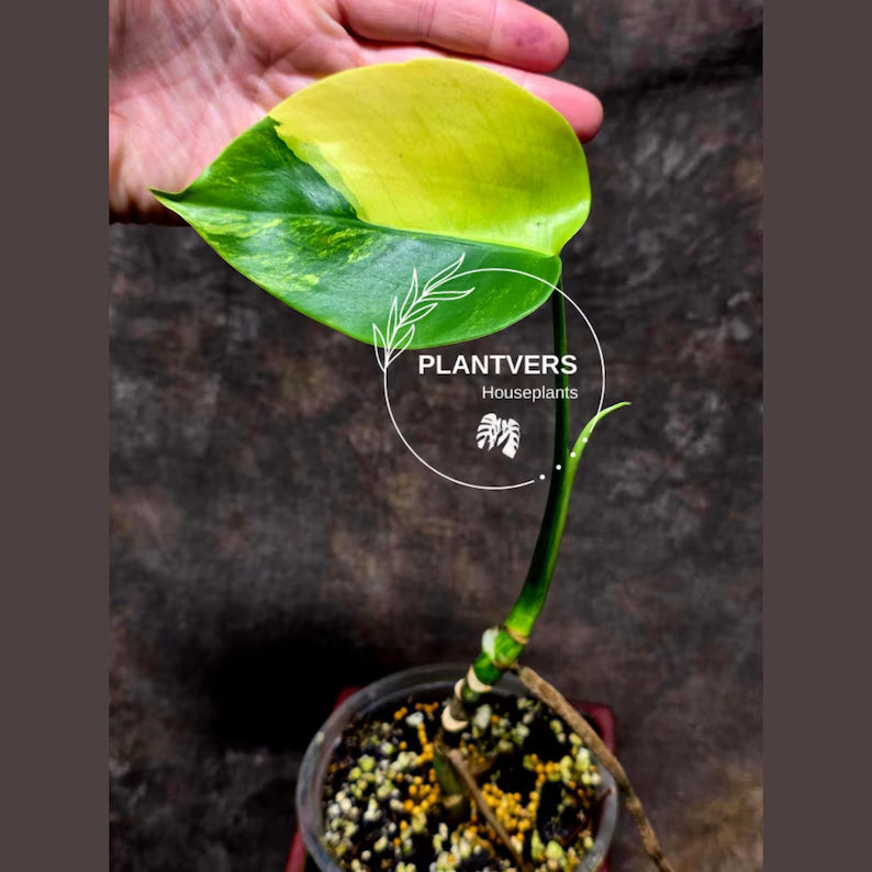Monstera Aurea Variegated Borsigiana in a Nursery Pot - Monstera Marmota - Exact Same Plant - Beginners Plant - US Seller