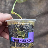 Variegated Monstera Adansonii Mint Live Plant - Collector's Aroid - Variegated Swiss Cheese Plant - EXACT Same Plant - US Seller