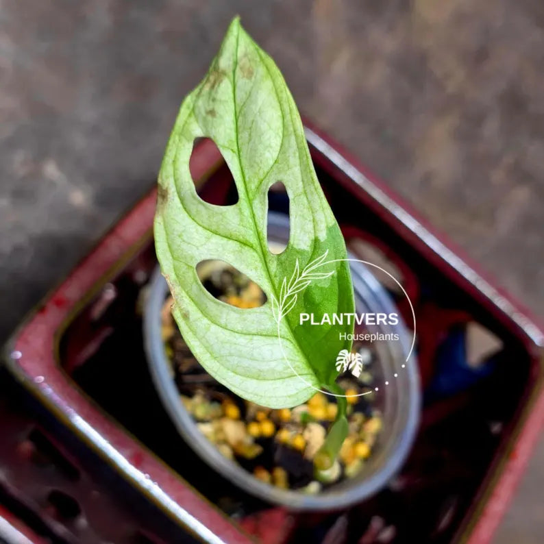 Monstera Adansonii