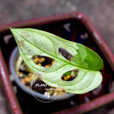 Adansonii Mint