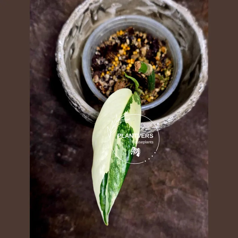 Pinnatum Albo