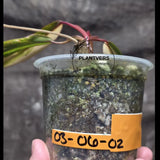 Variegated Philodendron Strawberry Shake - Super RARE Collector Plant - Philodendron Pink Plant - Live Indoor Plant - Exact Pot - US seller