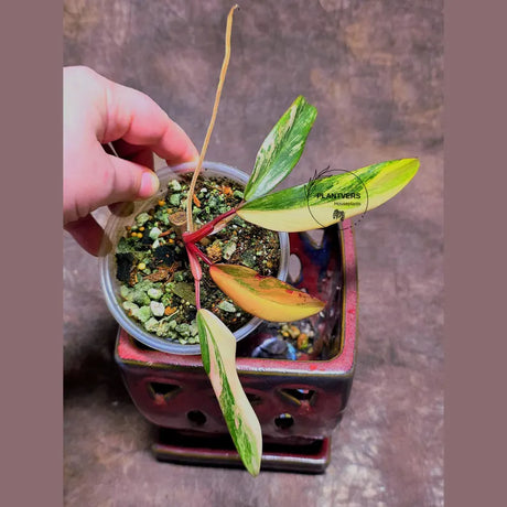 Variegated Philodendron Strawberry Shake - Super RARE Collector Plant - Philodendron Pink Plant - Live Indoor Plant - Exact Pot - US seller