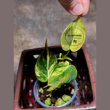 Variegated Philodendron Mican Aurea in a Nursery Pot - Rare Collector Plant - Beginners Plant - EXACT Plant - US Seller