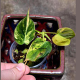 Variegated Philodendron Mican Aurea in a Nursery Pot - Rare Collector Plant - Beginners Plant - EXACT Plant - US Seller