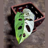 High Variegated White Monstera Adansonii Albo - Swiss Cheese Collector Rare EXACT Plant - US Seller
