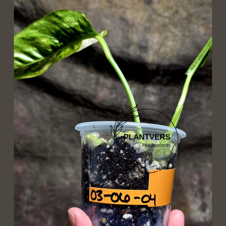 RARE Variegated 'Golden Flame' Epipremnum Pinnatum Plant - Variegated Yellow Flame Indoor Plant - SAME Plant - US Seller