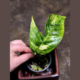 RARE Variegated 'Golden Flame' Epipremnum Pinnatum Plant - Variegated Yellow Flame Indoor Plant - SAME Plant - US Seller