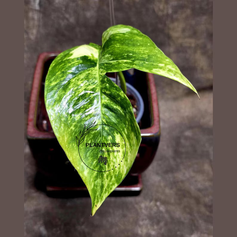 RARE Variegated 'Golden Flame' Epipremnum Pinnatum Plant - Variegated Yellow Flame Indoor Plant - SAME Plant - US Seller