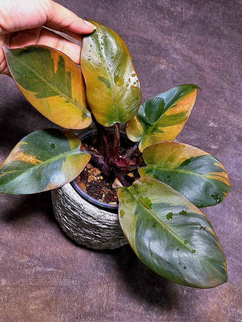 Variegated Black Cardinal Philodendron Live Plant - EXTREMELY Rare Collector Plant - Very Hard to come by - Indoor Plant - US Seller