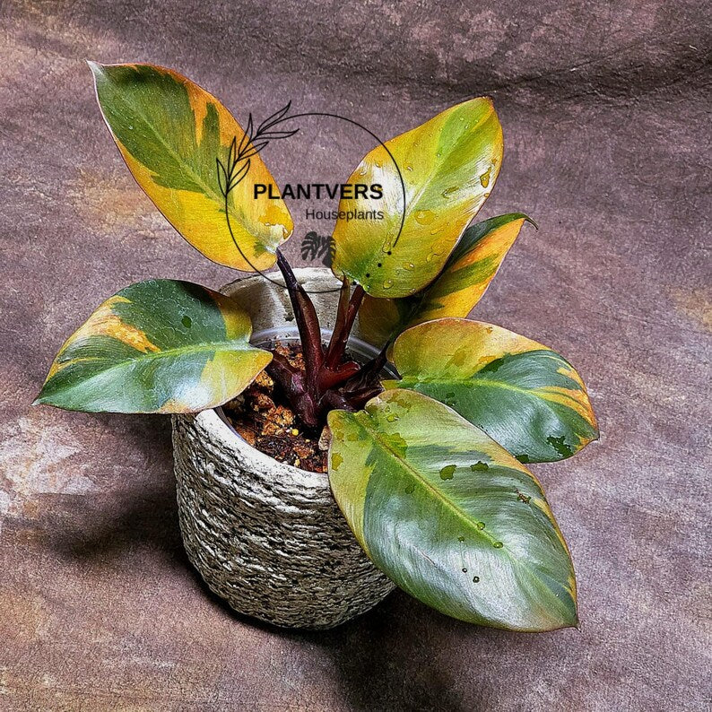 Variegated Black Cardinal Philodendron Live Plant - EXTREMELY Rare Collector Plant - Very Hard to come by - Indoor Plant - US Seller
