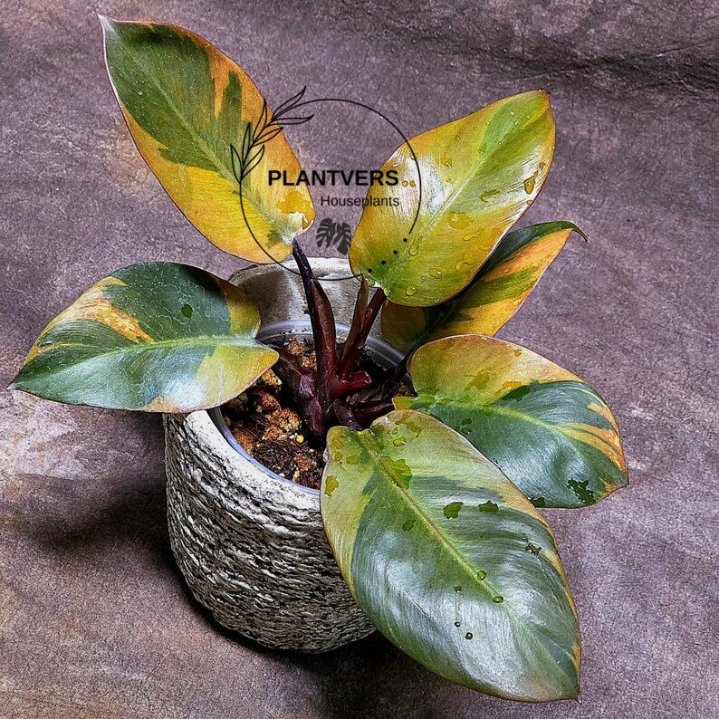 Variegated Black Cardinal Philodendron Live Plant - EXTREMELY Rare Collector Plant - Very Hard to come by - Indoor Plant - US Seller