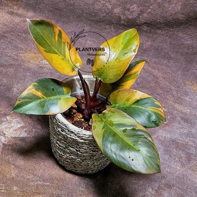 Variegated Black Cardinal Philodendron Live Plant - EXTREMELY Rare Collector Plant - Very Hard to come by - Indoor Plant - US Seller