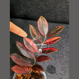 Rare Variegated Pink Raven ZZ Plant Cutting UNROOTED - Zamioculcas Zamiifolia Raven Variegata - Exotic Black & Pink Plant - US Seller