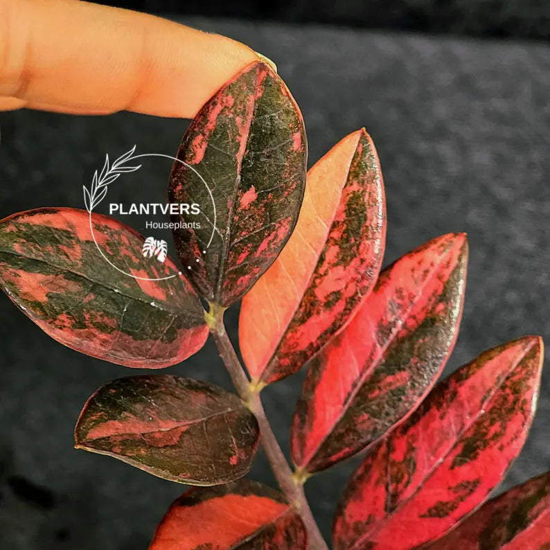 Rare Variegated Pink Raven ZZ Plant Cutting UNROOTED - Zamioculcas Zamiifolia Raven Variegata - Exotic Black & Pink Plant - US Seller