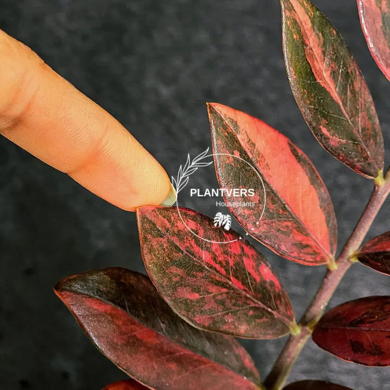 Rare Variegated Pink Raven ZZ Plant Cutting UNROOTED - Zamioculcas Zamiifolia Raven Variegata - Exotic Black & Pink Plant - US Seller