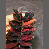 Rare Variegated Pink Raven ZZ Plant Cutting UNROOTED - Zamioculcas Zamiifolia Raven Variegata - Exotic Black & Pink Plant - US Seller