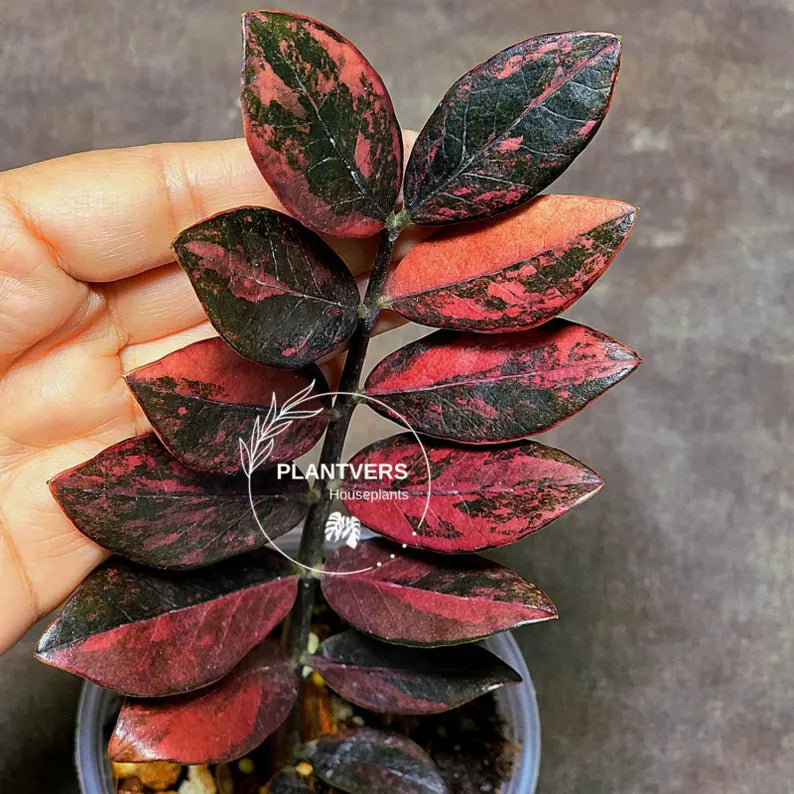 Rare Variegated Pink Raven ZZ Plant Cutting UNROOTED - Zamioculcas Zamiifolia Raven Variegata - Exotic Black & Pink Plant - US Seller
