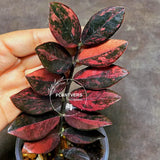 Rare Variegated Pink Raven ZZ Plant Cutting UNROOTED - Zamioculcas Zamiifolia Raven Variegata - Exotic Black & Pink Plant - US Seller