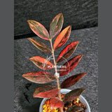 Rare Variegated Pink Raven ZZ Plant Cutting UNROOTED - Zamioculcas Zamiifolia Raven Variegata - Exotic Black & Pink Plant - US Seller