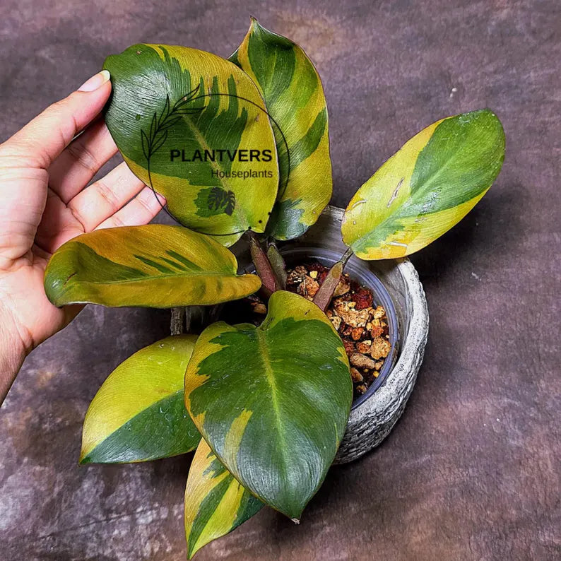 Variegated Black Cardinal Philodendron Live Plant - EXTREMELY Rare Collector Plant - Very Hard to come by - Indoor Plant - US Seller
