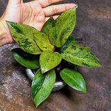 Philodendron Red Congo Variegated Live Plant - Red Congo Mint Hybrid Indoor Outdoor Gardening Super Rare Plants - Hard to Come By -US Seller