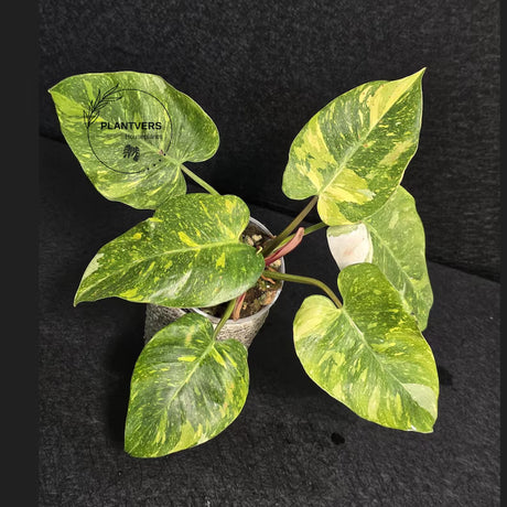 Philodendron 