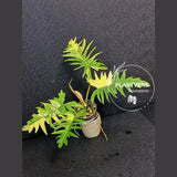 Philodendron Florida Beauty x Tortum Extremely Rare Plant Exact Pot - Cream, White Variegation Super Rare Collector EXACT Plant