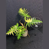 Philodendron Florida Beauty x Tortum Extremely Rare Plant Exact Pot - Cream, White Variegation Super Rare Collector EXACT Plant