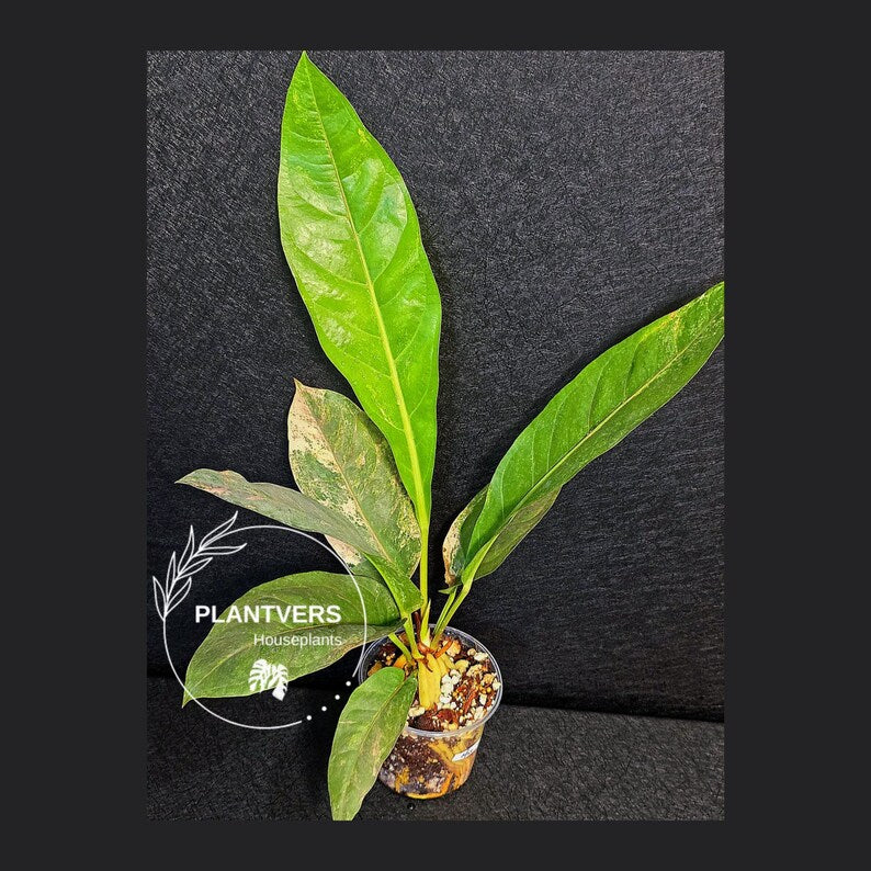 Anthurium Renaissance