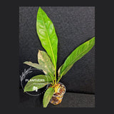 Anthurium Renaissance