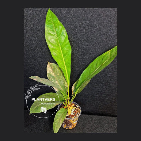 Anthurium Renaissance