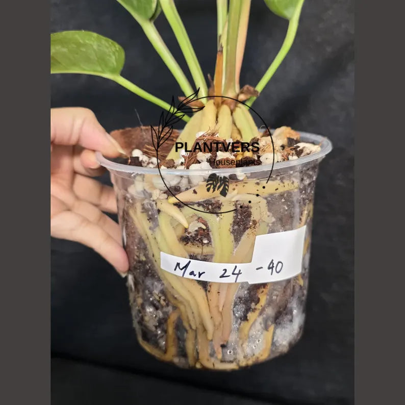 Anthurium Renaissance Pink in a Nursery Pot - Super Rare Pink Yellow Variegated - Beginner Friendly Exact Same Plant - US Seller