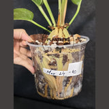Anthurium Renaissance Pink in a Nursery Pot - Super Rare Pink Yellow Variegated - Beginner Friendly Exact Same Plant - US Seller