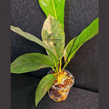 Anthurium Renaissance Pink in a Nursery Pot - Super Rare Pink Yellow Variegated - Beginner Friendly Exact Same Plant - US Seller