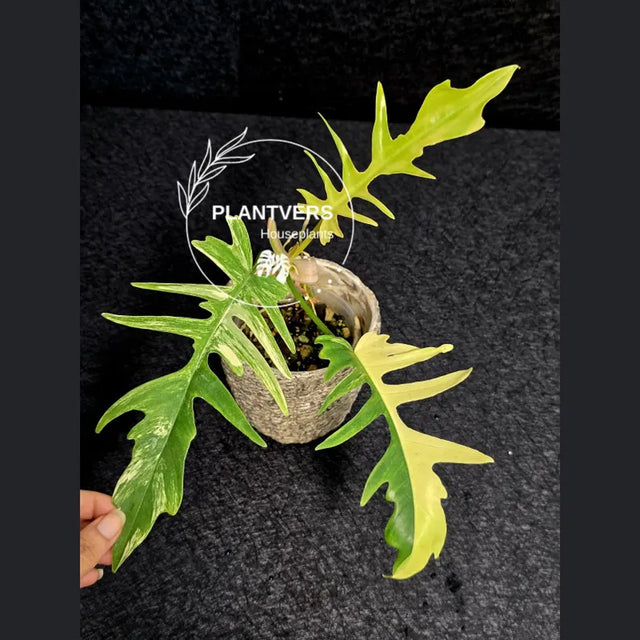 Philodendron