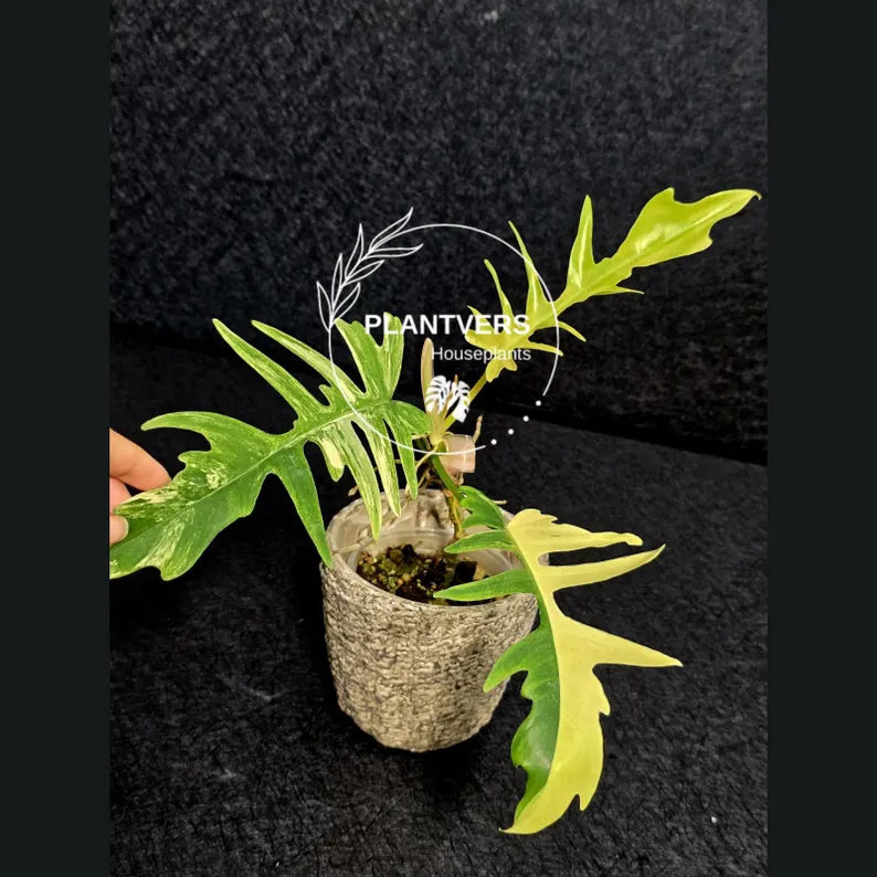 Philodendron Florida