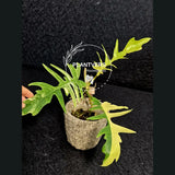 Philodendron Florida