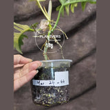 Philodendron Florida Beauty x Tortum Extremely Rare Plant Exact Pot - Cream, White Variegation Super Rare Collector EXACT Plant