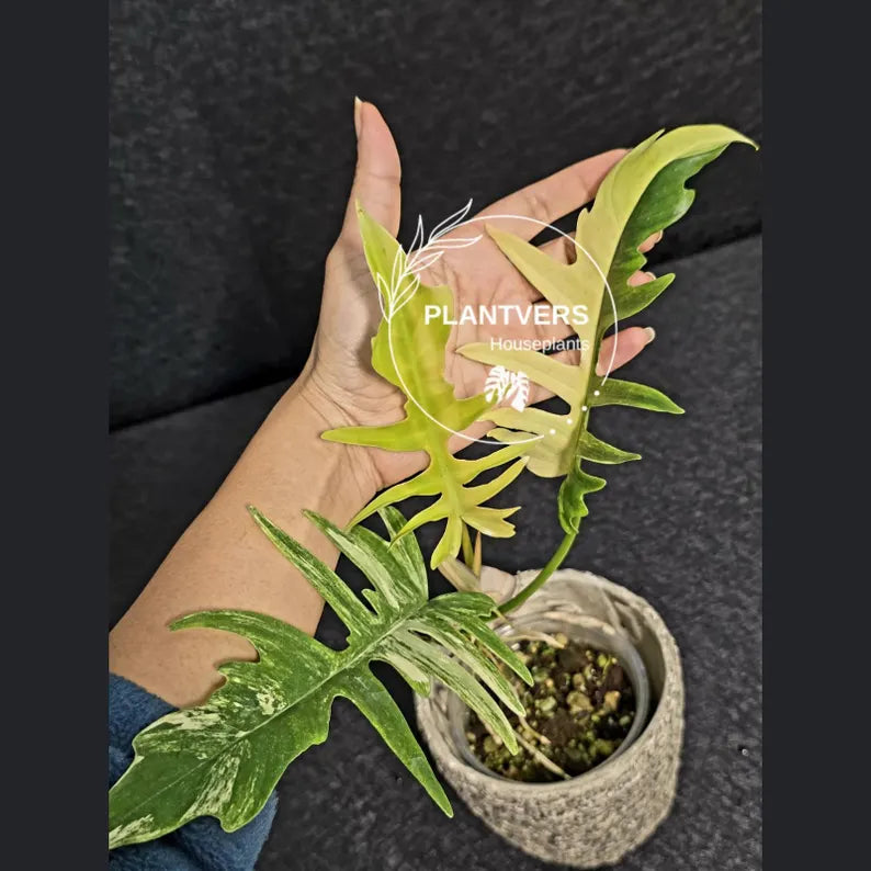 Philodendron Florida Beauty x Tortum Extremely Rare Plant Exact Pot - Cream, White Variegation Super Rare Collector EXACT Plant