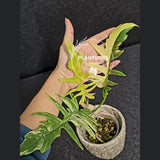 Philodendron Florida Beauty x Tortum Extremely Rare Plant Exact Pot - Cream, White Variegation Super Rare Collector EXACT Plant