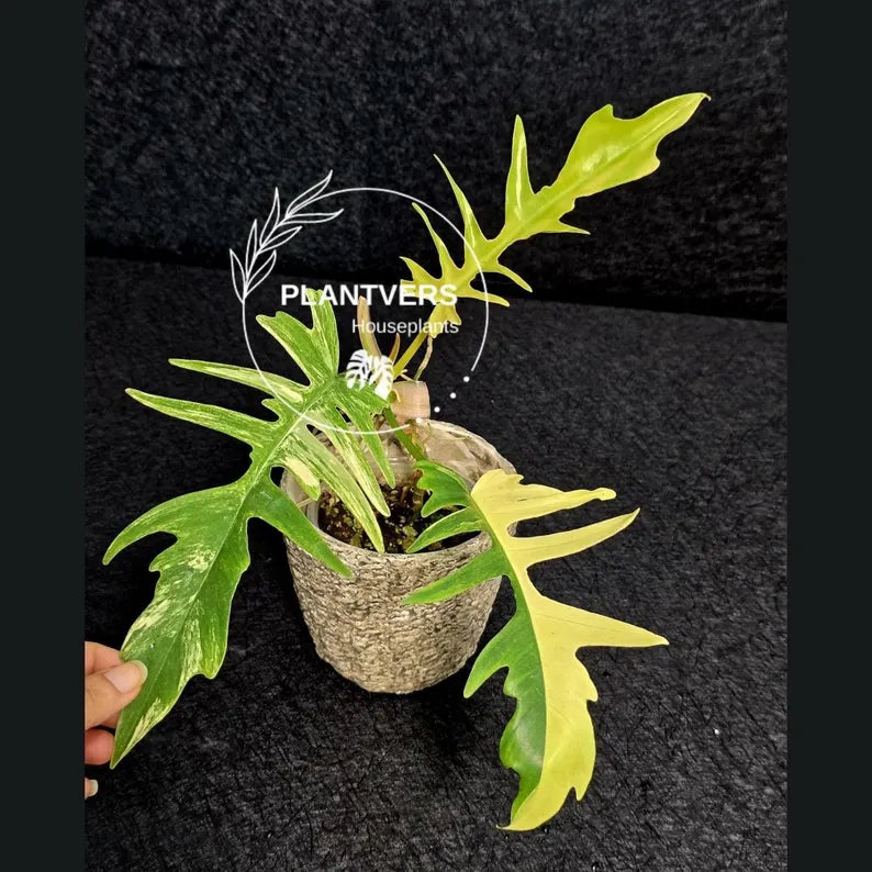 Philodendron Florida Beauty x Tortum Extremely Rare Plant Exact Pot - Cream, White Variegation Super Rare Collector EXACT Plant