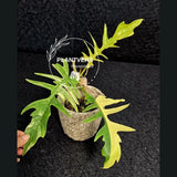 Philodendron Florida Beauty x Tortum Extremely Rare Plant Exact Pot - Cream, White Variegation Super Rare Collector EXACT Plant