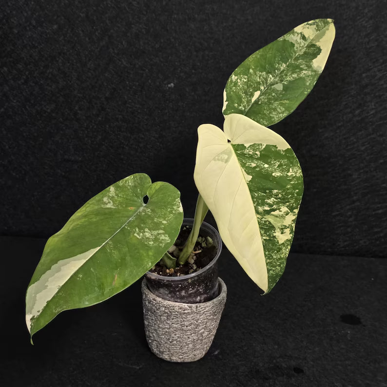 Syngonium Chiapense 
