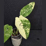 Super Rare Syngonium Chiapense Albo Variegated - Stunning Aroid - Beginners Plant - Exact SAME Plant - US Seller