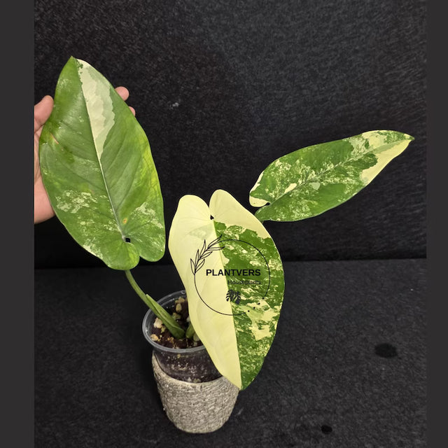 Syngonium