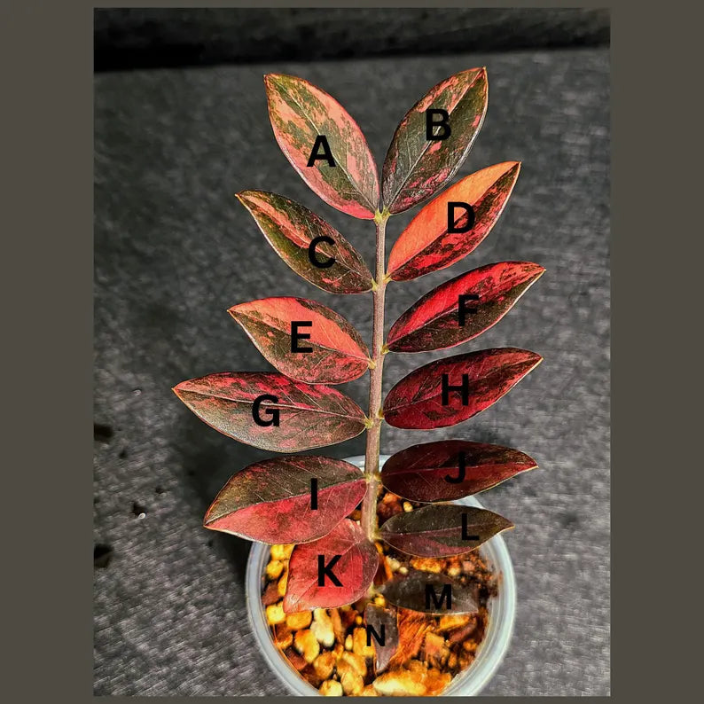 Rare Variegated Pink Raven ZZ Plant Cutting UNROOTED - Zamioculcas Zamiifolia Raven Variegata - Exotic Black & Pink Plant - US Seller