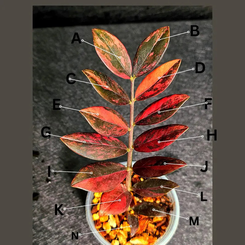 Rare Variegated Pink Raven ZZ Plant Cutting UNROOTED