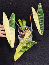Variegated Billietiae Philodendron Live Plant - Super Rare Collector Plant - Big Leaf Rare Unique Plant - Exact Same Plant - US Seller