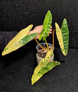 Variegated Billietiae Philodendron Live Plant - Super Rare Collector Plant - Big Leaf Rare Unique Plant - Exact Same Plant - US Seller
